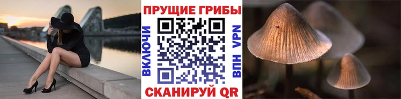 цена наркотик  Зеленодольск  Псилоцибиновые грибы Psilocybe 